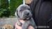 Bandog - Prodej