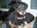 Predám šteniatka beauceron - Predaj