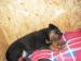 Predám šteniatka beauceron - Predaj