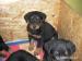 Predám šteniatka beauceron - Predaj