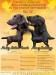 Flat coated retriever s PP - Prodej