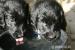 Flat coated retriever s PP - Prodej