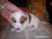 štěnátka Jack Russel Terier - Prodej