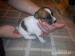 štěnátka Jack Russel Terier - Prodej
