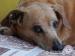 Jamniczka Evka do adopcji - Podarunek