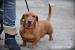 Jamniczka Roxy do adopcji - Podarunek