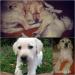 Štěňata Labradorského retrievera - Prodej
