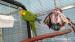 Barraband papagáj hím - Eladás