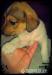 Jack Russell Teriér - Prodej