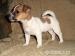 JACK RUSSELL TERIER ŠTĚŇATA - Prodej