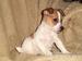 JACK RUSSELL TERIER ŠTĚŇATA - Prodej