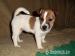 JACK RUSSELL TERIER ŠTĚŇATA - Prodej