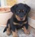 šteniatka beauceron - Predaj