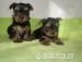 Yorkshire terrier s PP  - Prodej