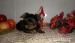 Yorkshire terrier s PP  - Prodej