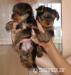 Yorkshire terrier s PP  - Prodej