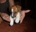 Jack Russel Terier - Prodej