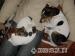 Jack Russel Terier - Prodej