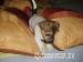 Jack Russel Terier - Prodej