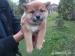 Shiba-inu - Predaj