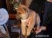 Shiba-inu - Predaj
