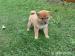Shiba-inu - Predaj