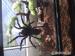 avicularia metallica a Brachypelma vagans - Predaj