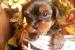 Yorkshire terrier bez PP  - Prodej