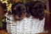 Yorkshire terrier bez PP  - Prodej