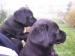Štěňata Labradorského retrivra- nabízím - Prodej