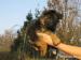 štěňátka německého ovčáka s PP - Prodej