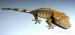 Pagekon řasnatý - Rhacodactylus ciliatus - Prodej