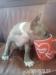 Minibullterrier miniaturny bulterier minibull - Predaj