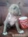 Minibullterrier miniaturny bulterier minibull - Predaj