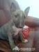 Minibullterrier miniaturny bulterier minibull - Predaj