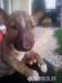 Minibullterrier miniaturny bulterier minibull - Predaj
