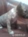 Minibullterrier miniaturny bulterier minibull - Predaj