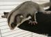 Vakoveverka - Prodej