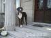 Baflo dog niemiecki do adopcji - Podarunek