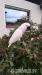 KAKADU  MOLUCKÝ - Prodej