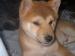 shiba inu - Predaj