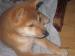 shiba inu - Predaj