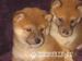 shiba inu - Predaj