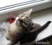 Krásne prítulné mačiatka hľadajú domov - Predaj