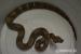 Boa constrictor Sunglow,Dh sunglow,100%het.albino - Predaj
