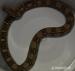 Boa constrictor Sunglow,Dh sunglow,100%het.albino - Predaj