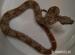 Boa constrictor Sunglow,Dh sunglow,100%het.albino - Predaj