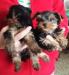 Yorkshire terrier s PP  - Prodej