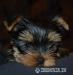 Yorkshire terrier s PP  - Prodej