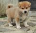 Akita inu  - Predaj